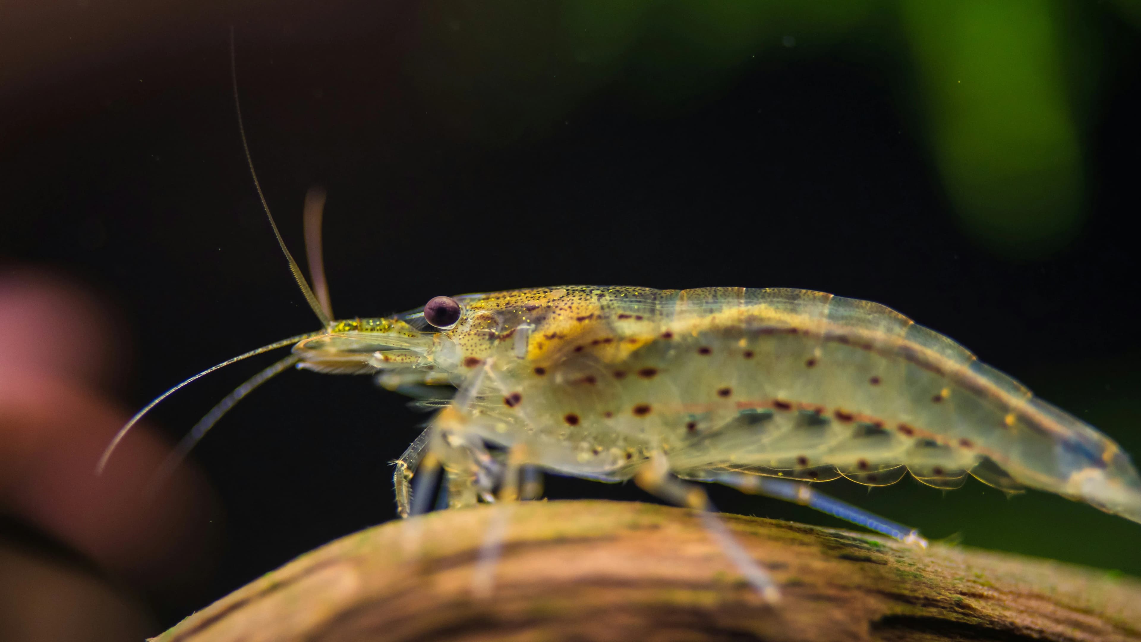 Close-up of an Amano shrimp on driftwood