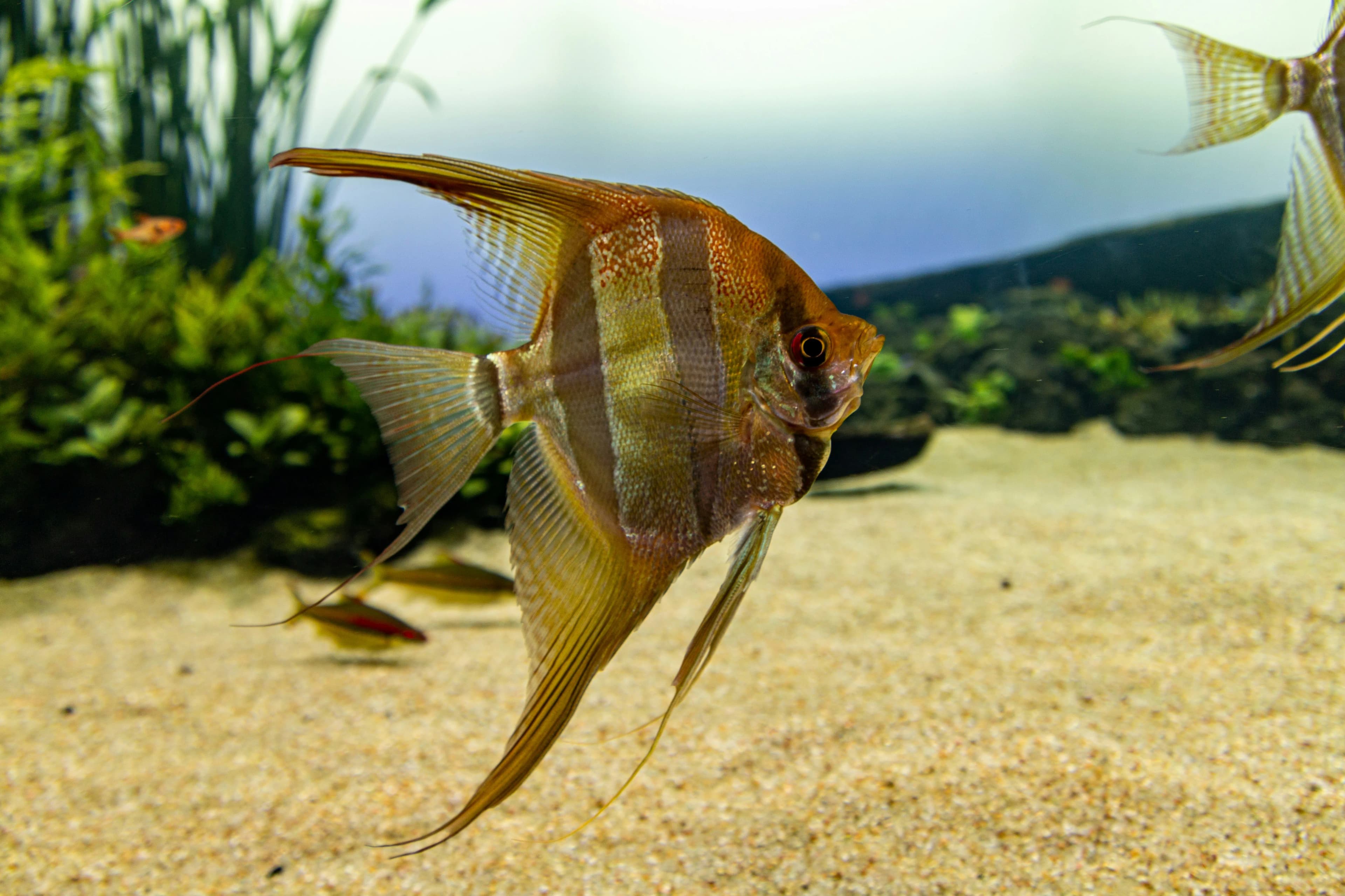 Angelfish swimming over sand in a planted aquarium