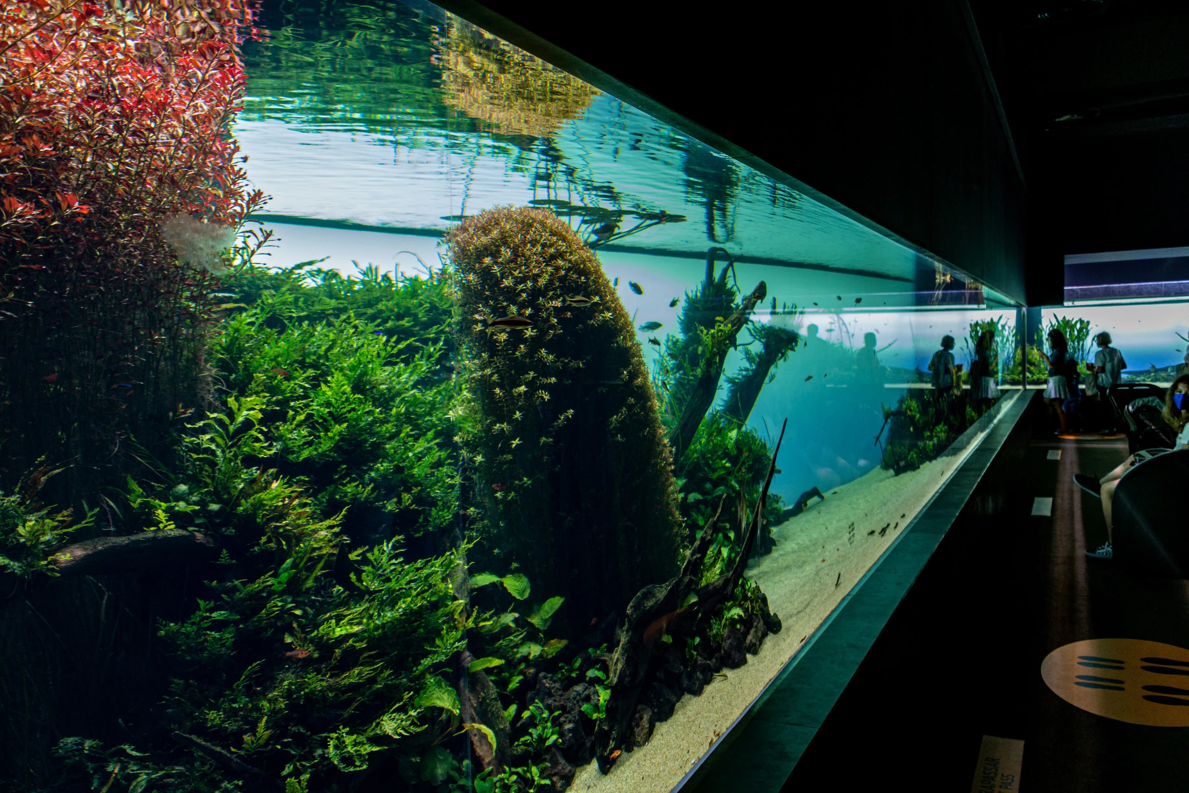 A long planted aquascape with dense aquatic plants and driftwood