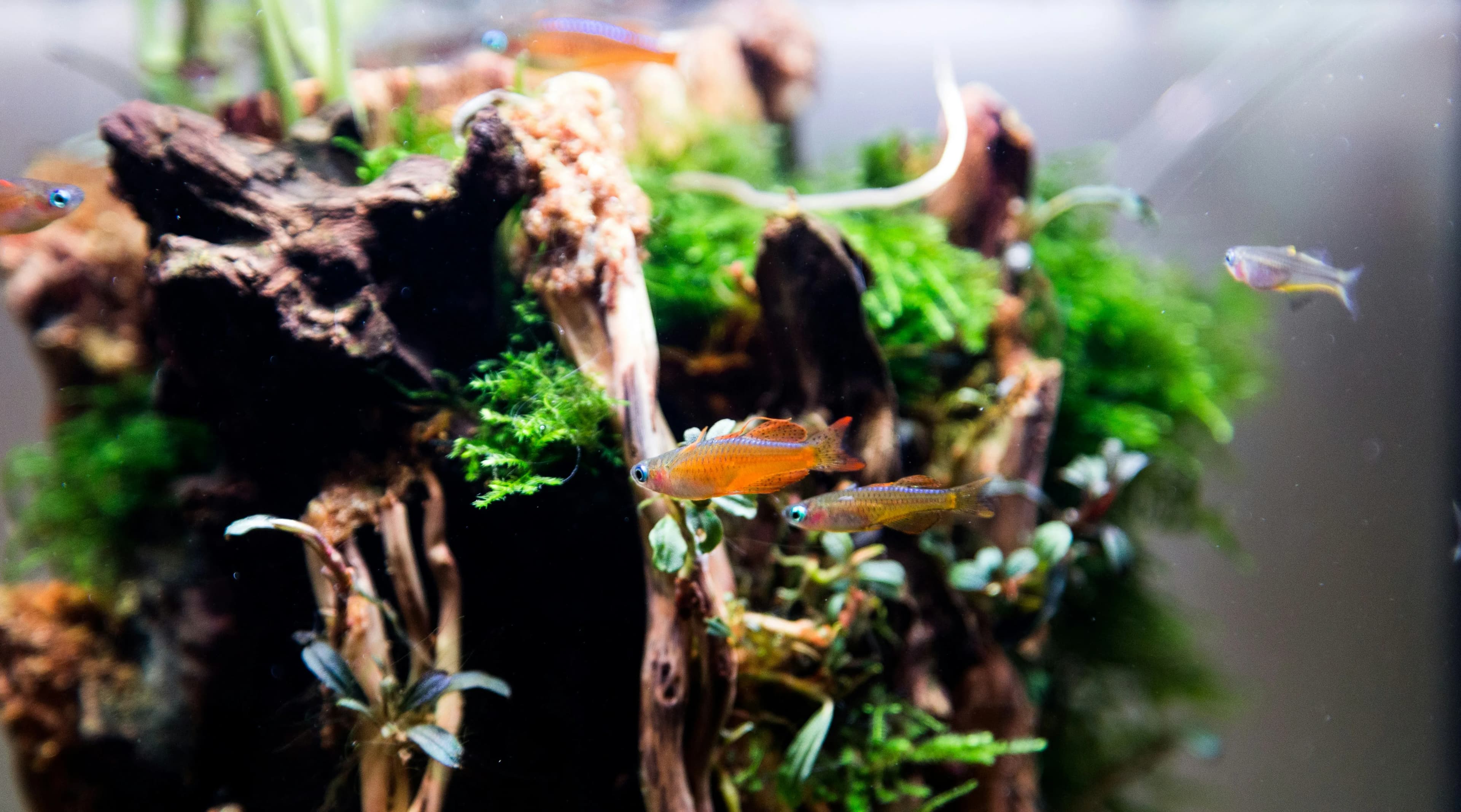 Driftwood covered in moss with glowing tetras swimming nearby