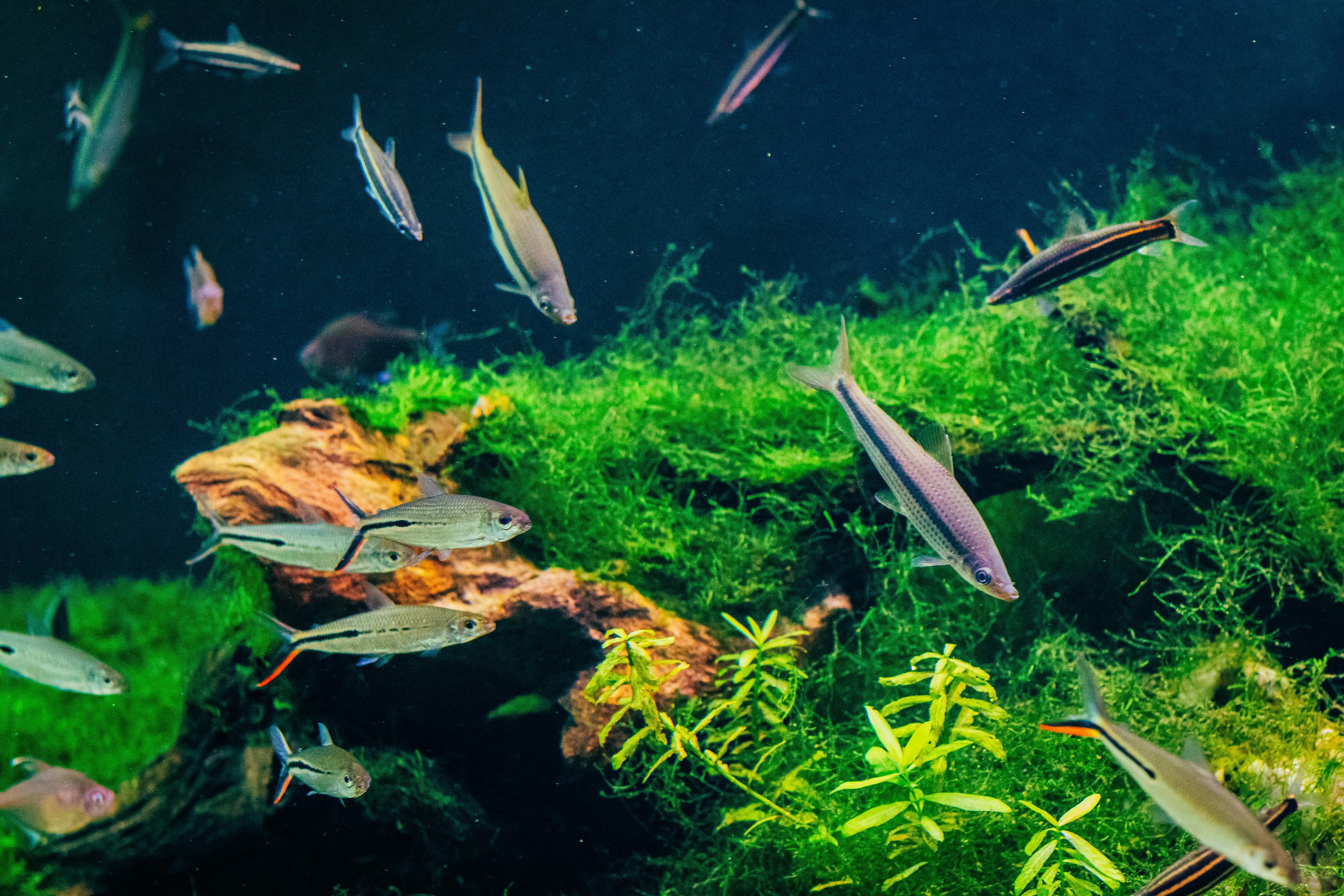 A small school of fish swimming over driftwood and dense aquatic plants in a planted aquarium