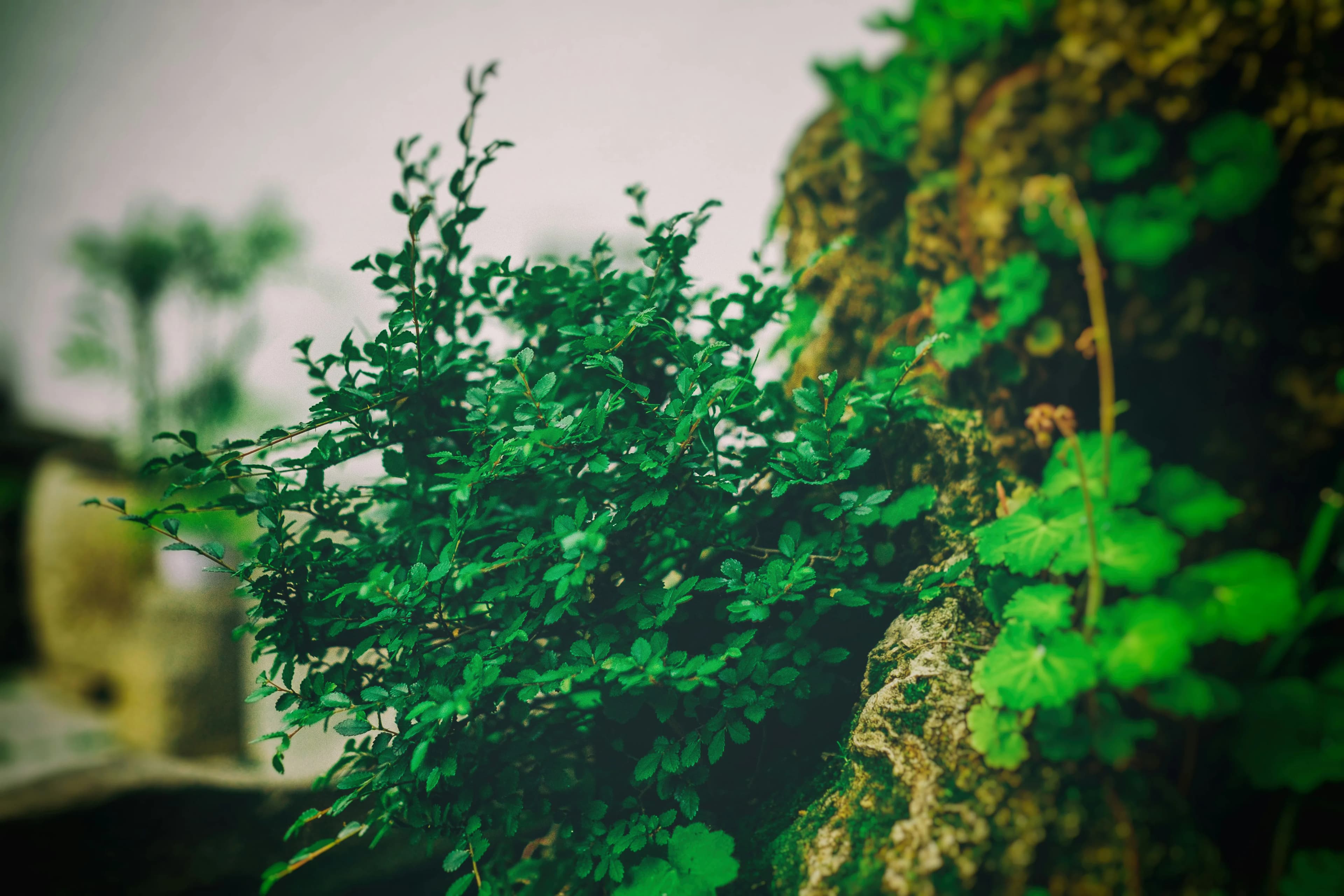 Close-up of aquatic plant foliage on a mossy stone