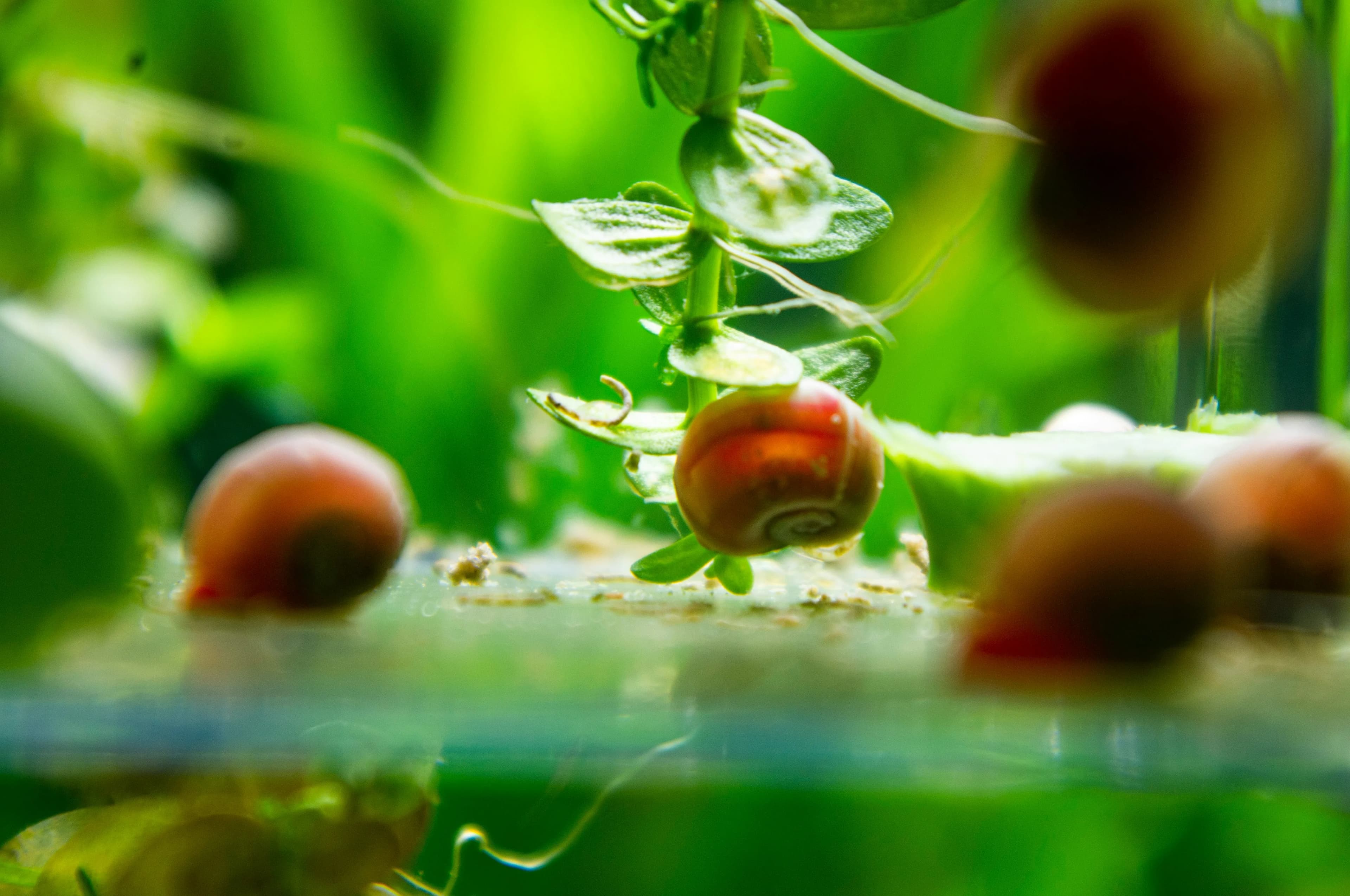 Red ramshorn snails climbing a Bacopa stem in a planted aquarium