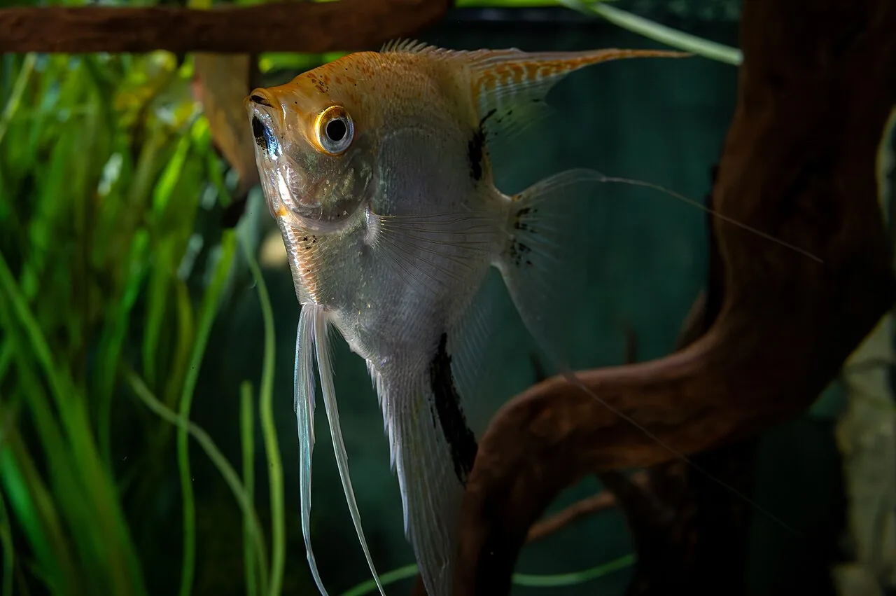 Angelfish (Pterophyllum scalare)