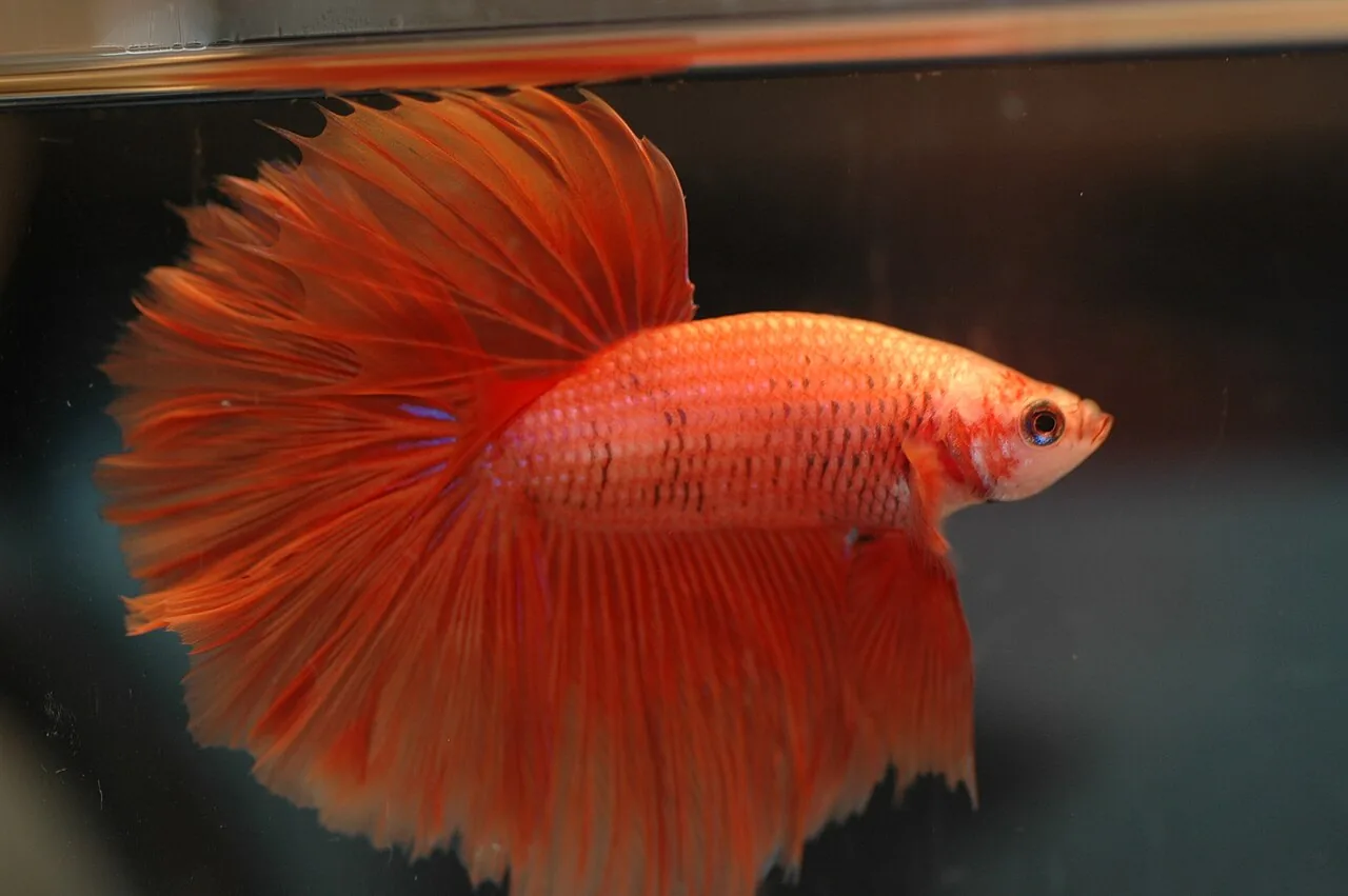 Siamese Fighting Fish (Betta splendens)