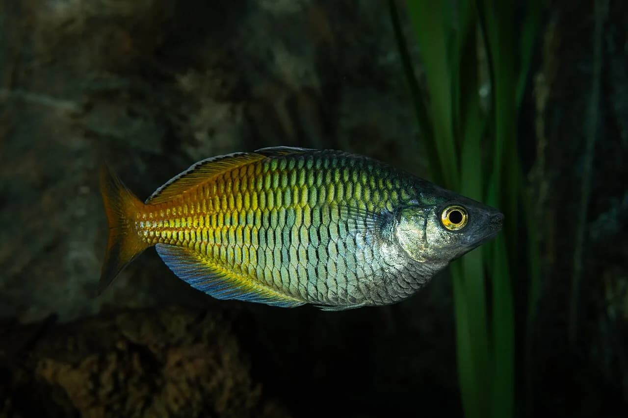 Boesemani Rainbowfish (Melanotaenia boesemani)
