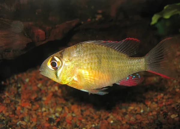 Bolivian Ram (Mikrogeophagus altispinosus)