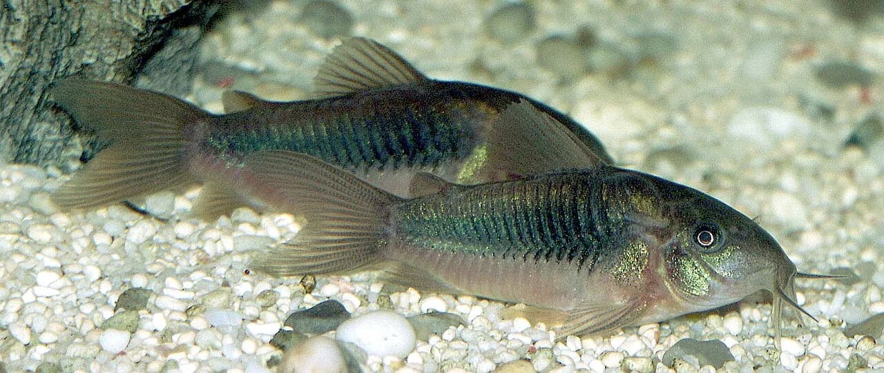 Bronze Corydoras (Corydoras aeneus)