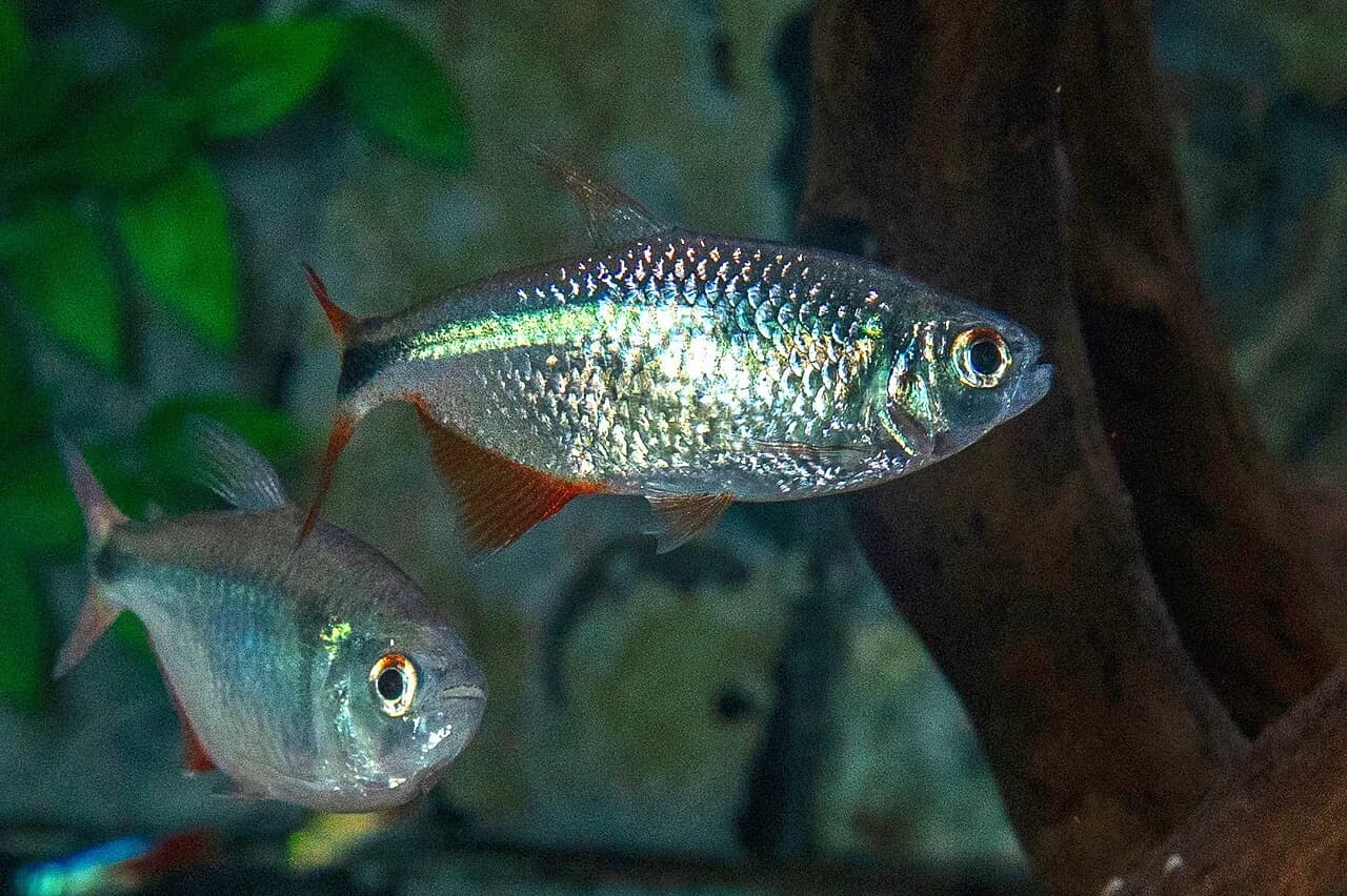 Buenos Aires Tetra (Hyphessobrycon anisitsi)