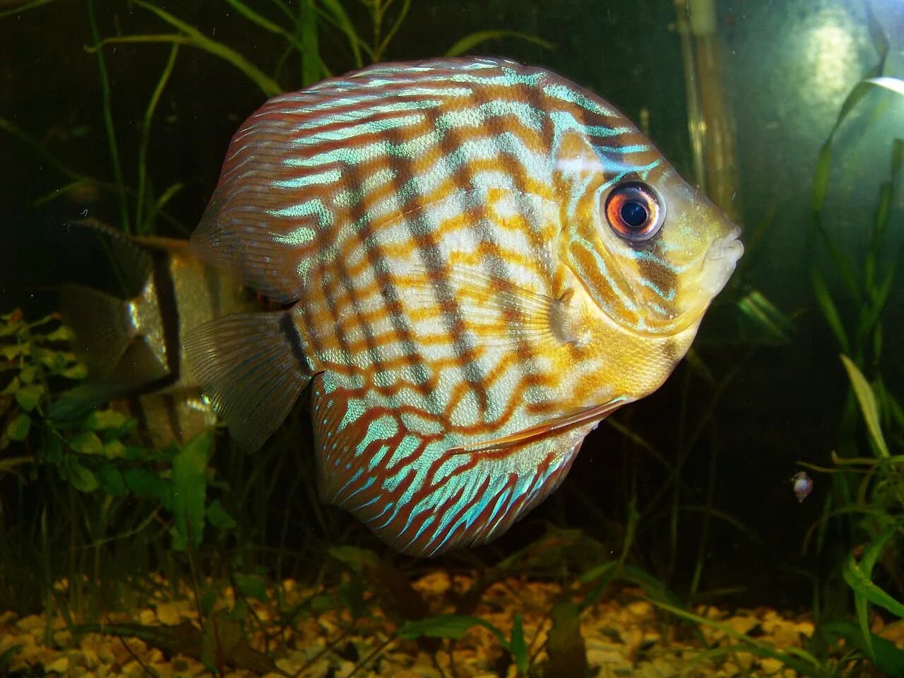 Discus (Symphysodon aequifasciatus)