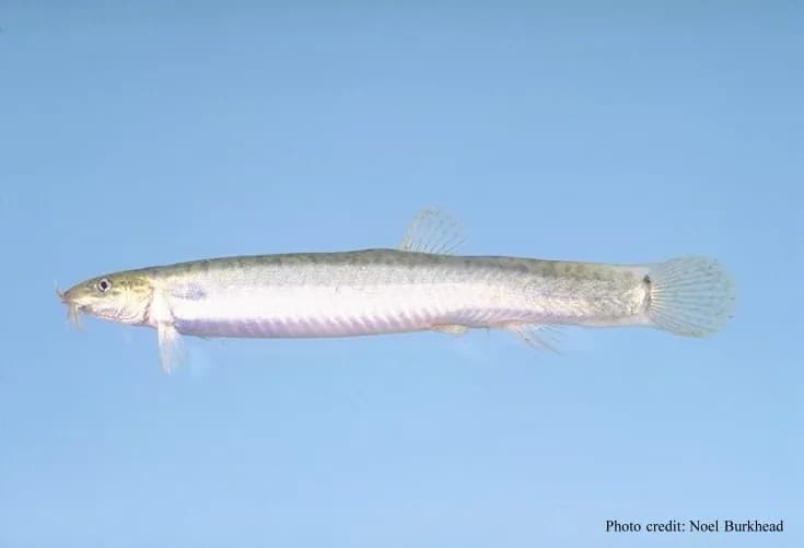 Dojo Loach (Misgurnus anguillicaudatus)