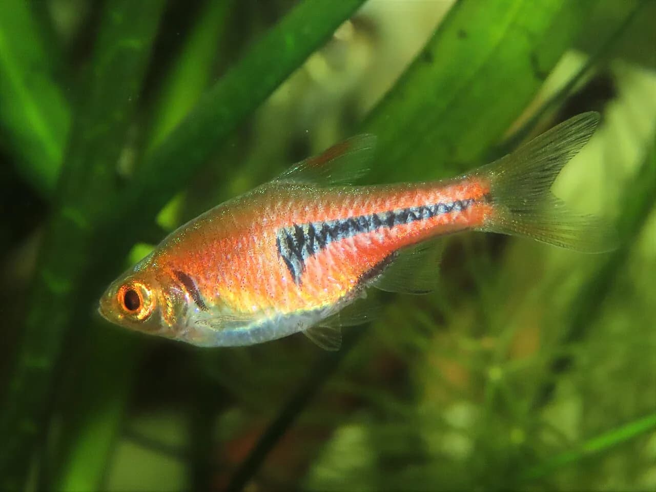 Lambchop Rasbora (Trigonostigma espei)