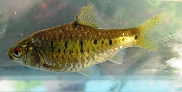 Gold Barb (Barbodes semifasciolatus)