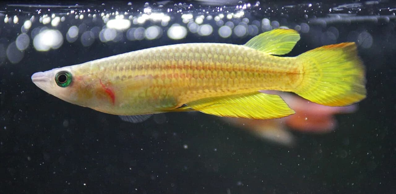 Golden Wonder Killifish (Aplocheilus lineatus)