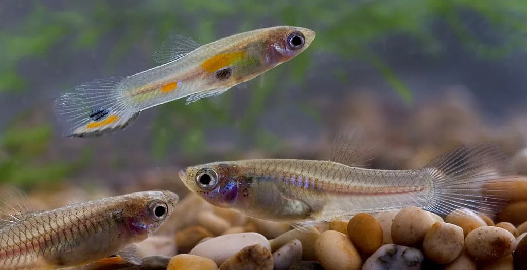 Guppy (Poecilia reticulata)