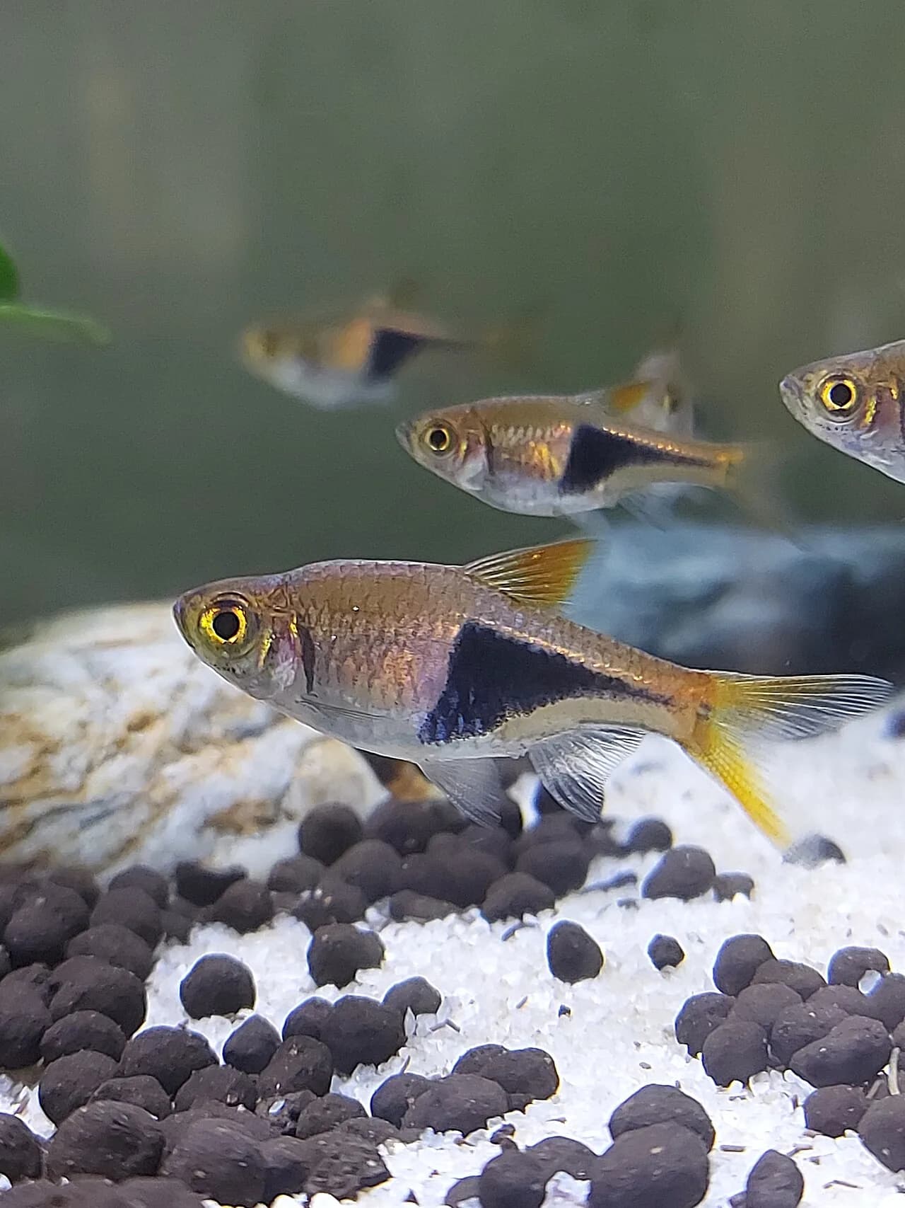 Harlequin Rasbora (Trigonostigma heteromorpha)