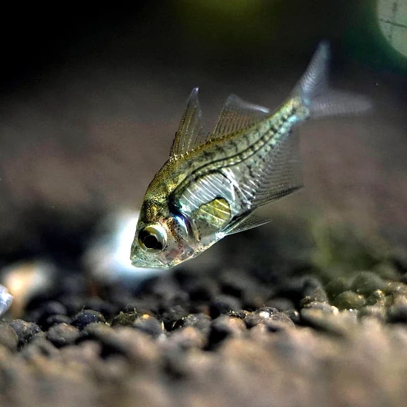 Indian Glass Fish (Parambassis ranga)