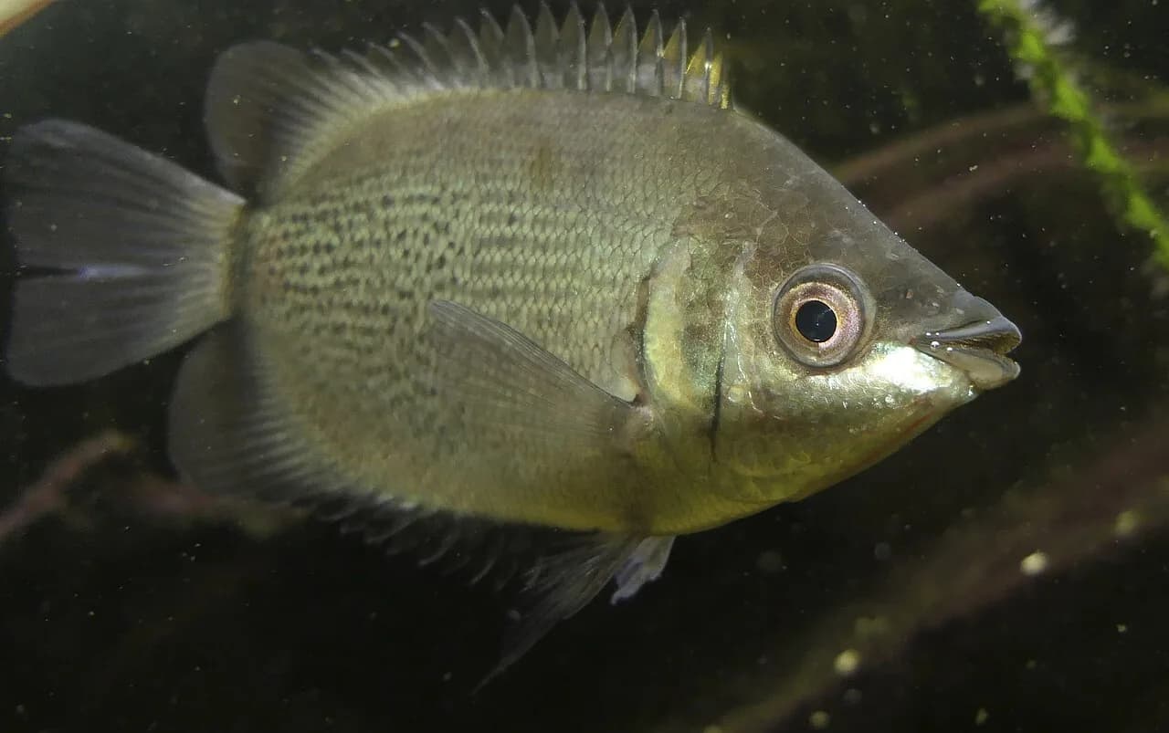 Kissing Gourami (Helostoma temminckii)