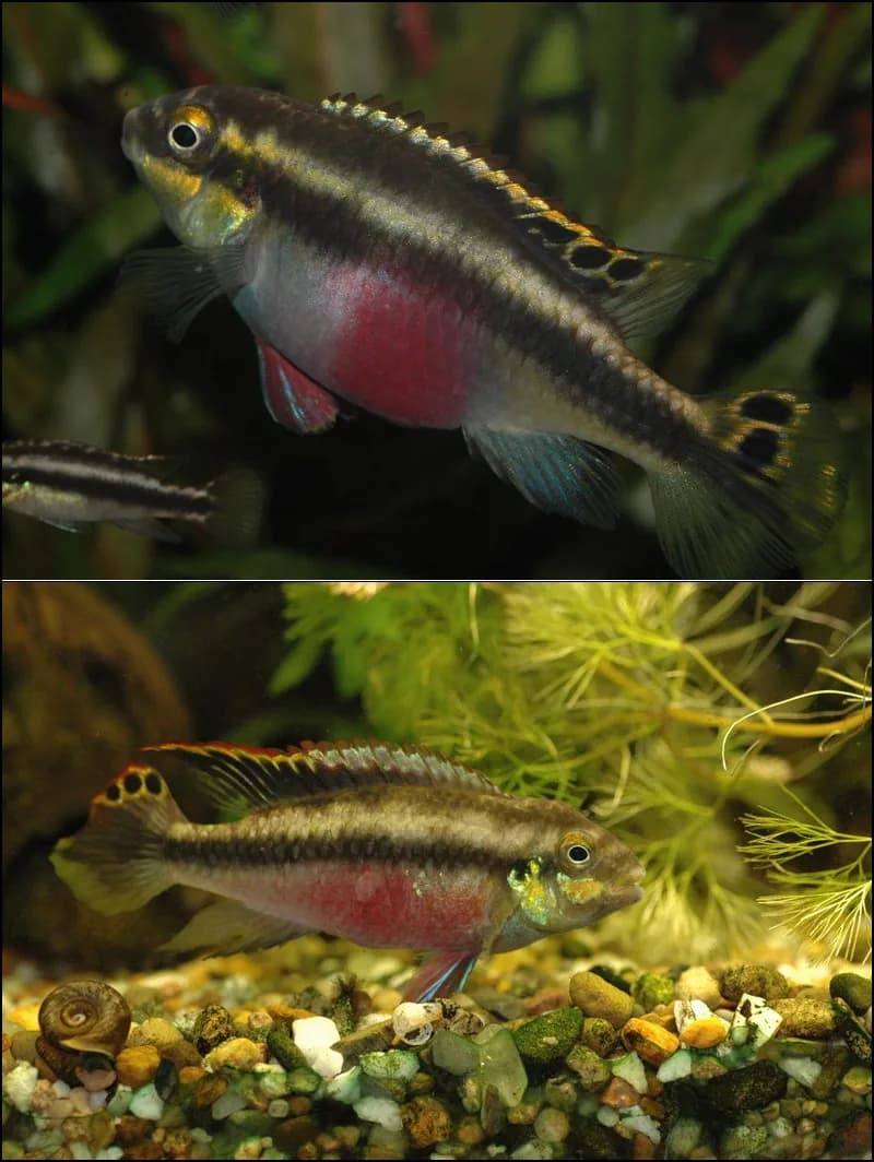 Kribensis (Pelvicachromis pulcher)