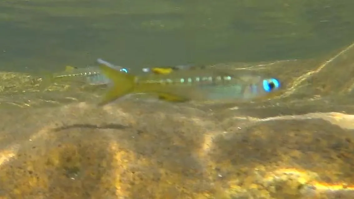 Pacific Blue Eye (Pseudomugil signifer)