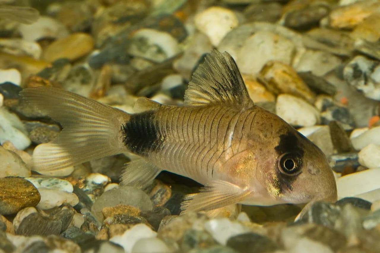 Panda Corydoras (Corydoras panda)