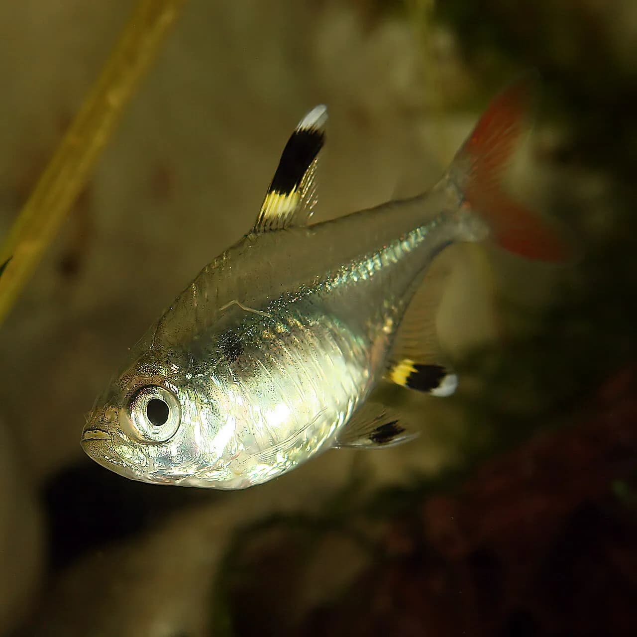 Pristella Tetra (Pristella maxillaris)