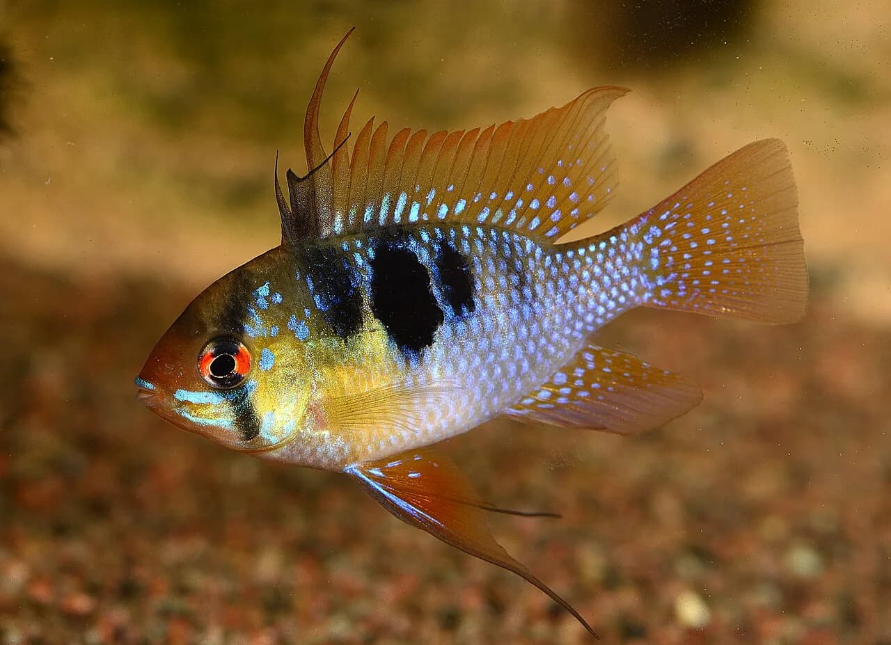 German Blue Ram (Mikrogeophagus ramirezi)