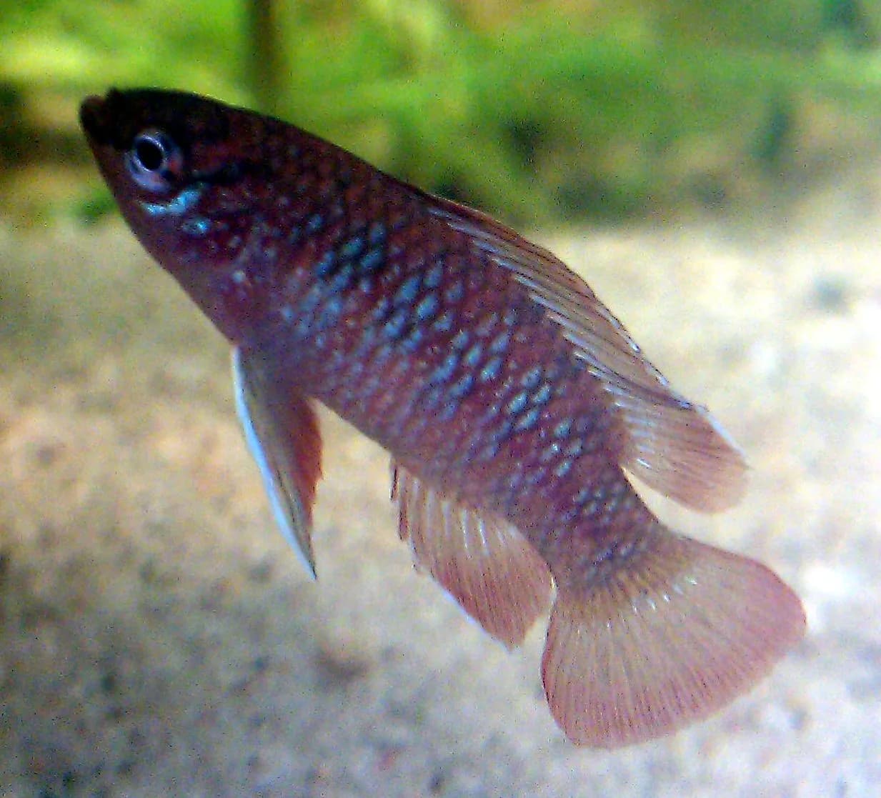 Scarlet Badis (Dario dario) — adult male with vivid red and blue vertical bars