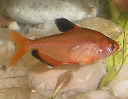 Serpae Tetra (Hyphessobrycon eques)