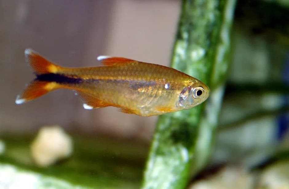 Silver Tip Tetra (Hasemania nana)
