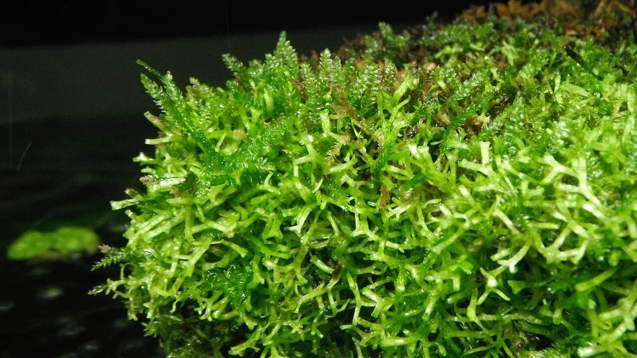 Mini Christmas Moss (Vesicularia sp.)