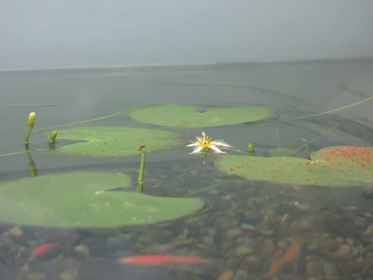 Weeping Moss (Vesicularia ferriei)