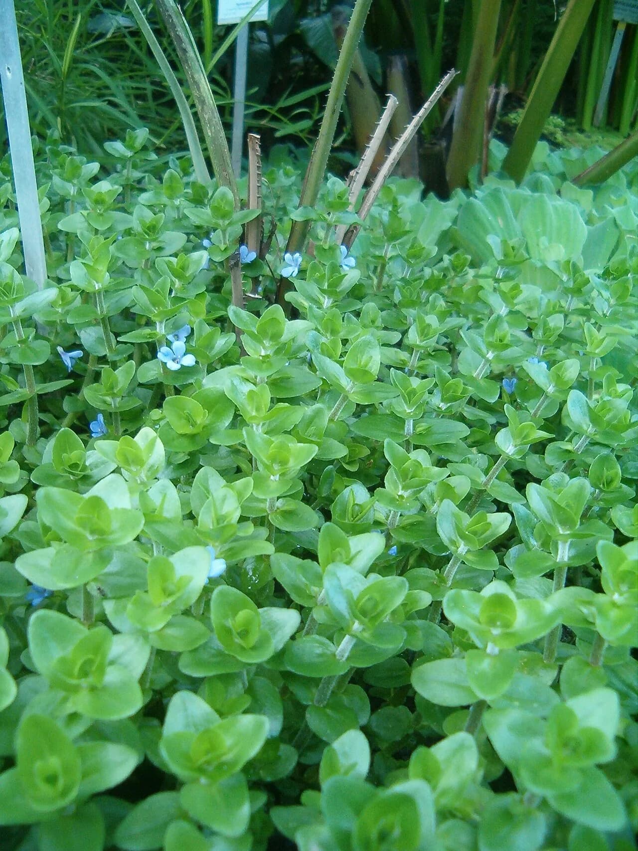 Bacopa Caroliniana (Bacopa caroliniana)