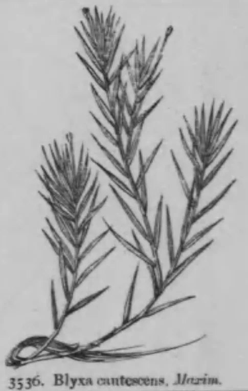 Blyxa Japonica (Blyxa japonica)