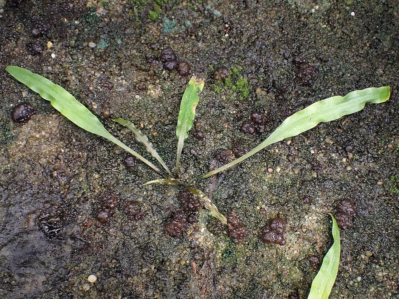 Cryptocoryne Balansae (Cryptocoryne crispatula var. balansae)