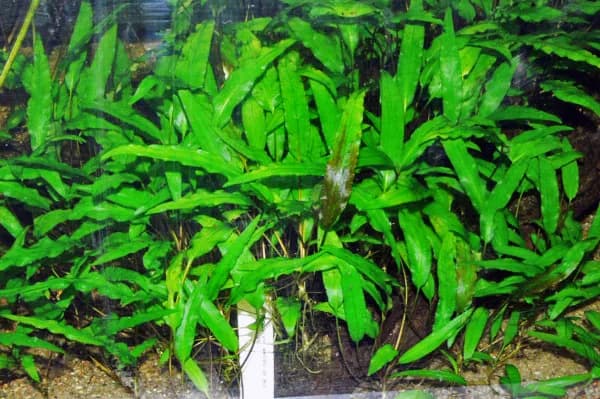 Cryptocoryne Wendtii (Cryptocoryne wendtii)