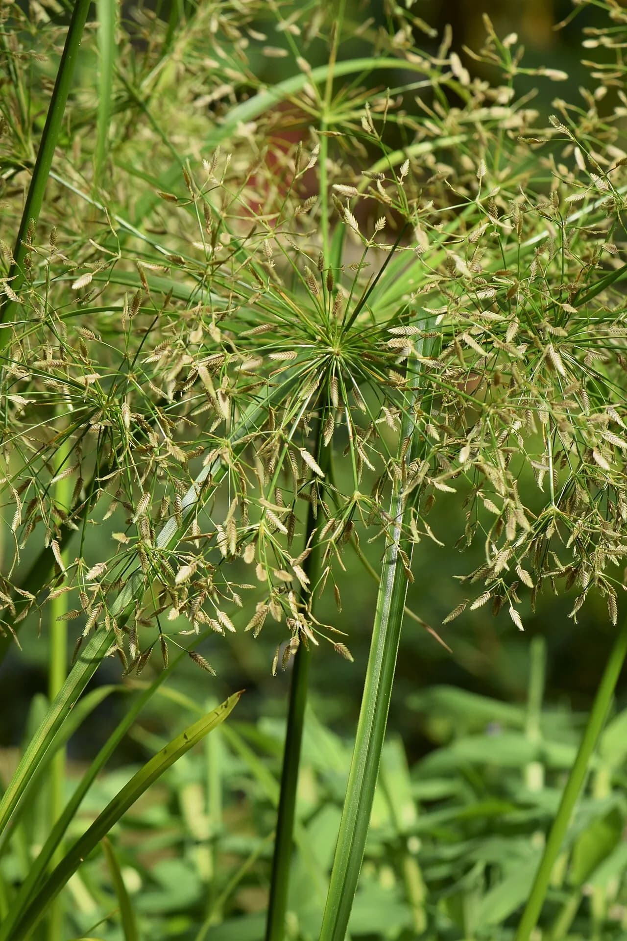 Cyperus Helferi (Cyperus helferi)