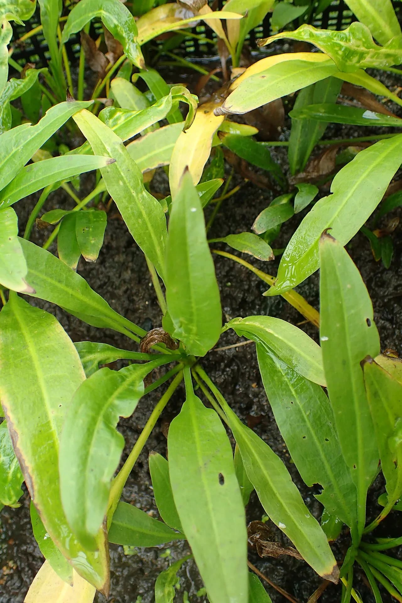 Echinodorus 'Red Flame' (Echinodorus 'Red Flame')