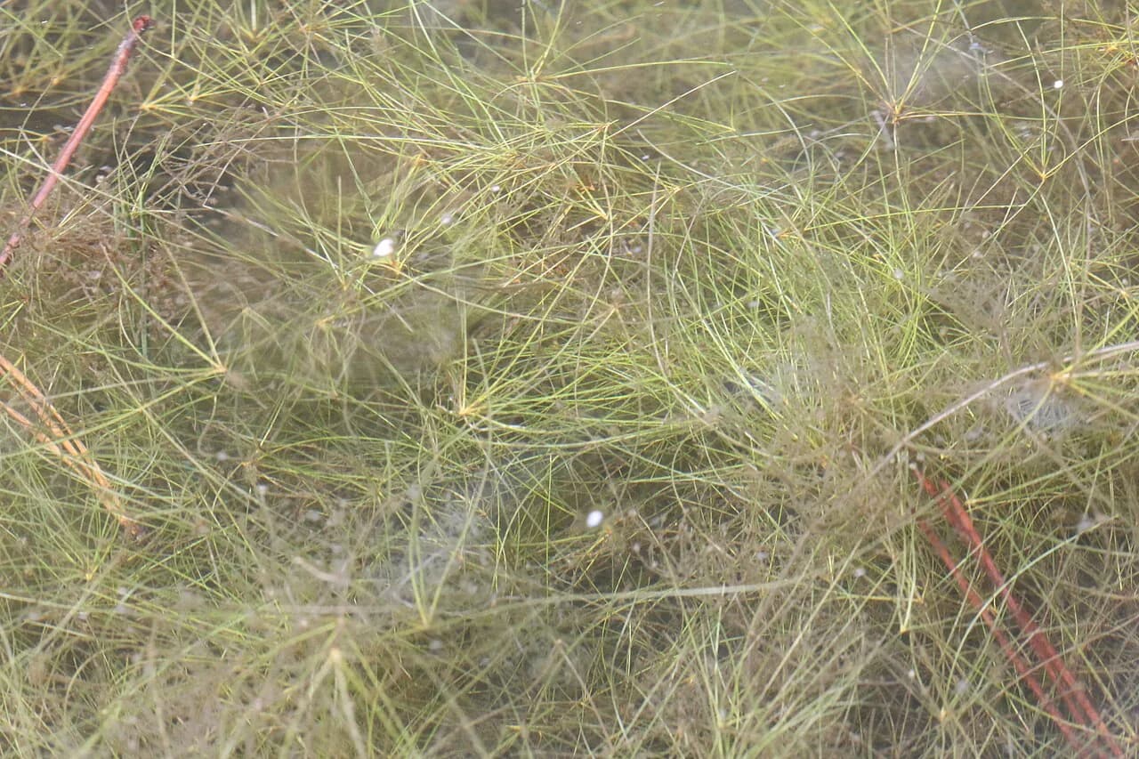 Umbrella Hairgrass (Eleocharis vivipara)