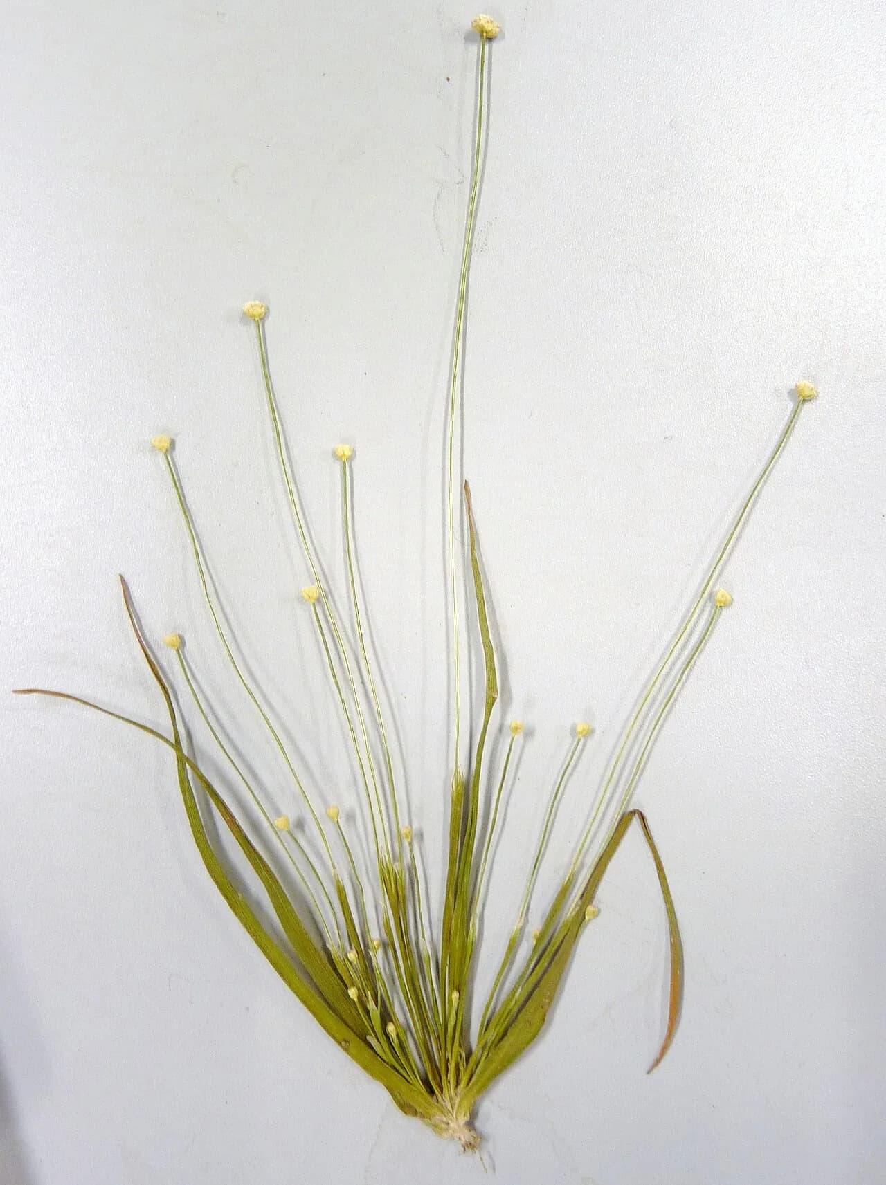 Eriocaulon Cinereum (Eriocaulon cinereum)