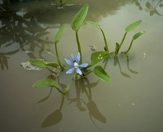 Stargrass (Heteranthera zosterifolia)