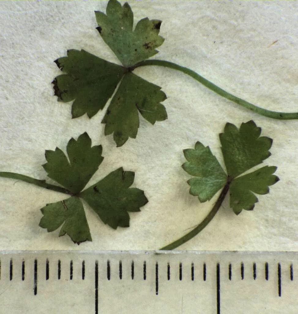 Hydrocotyle Tripartita 'Japan' (Hydrocotyle tripartita)