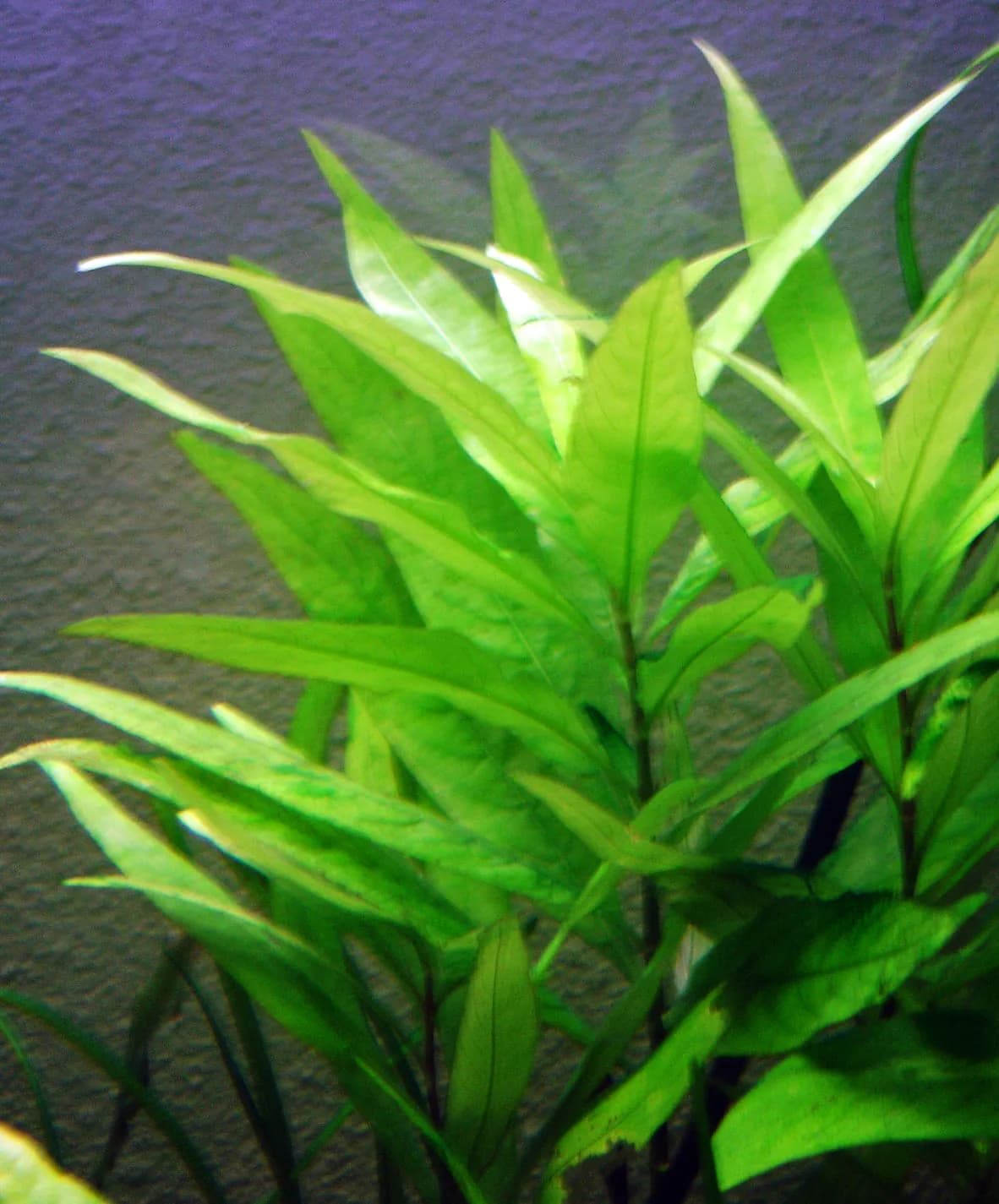Temple Plant (Hygrophila corymbosa)
