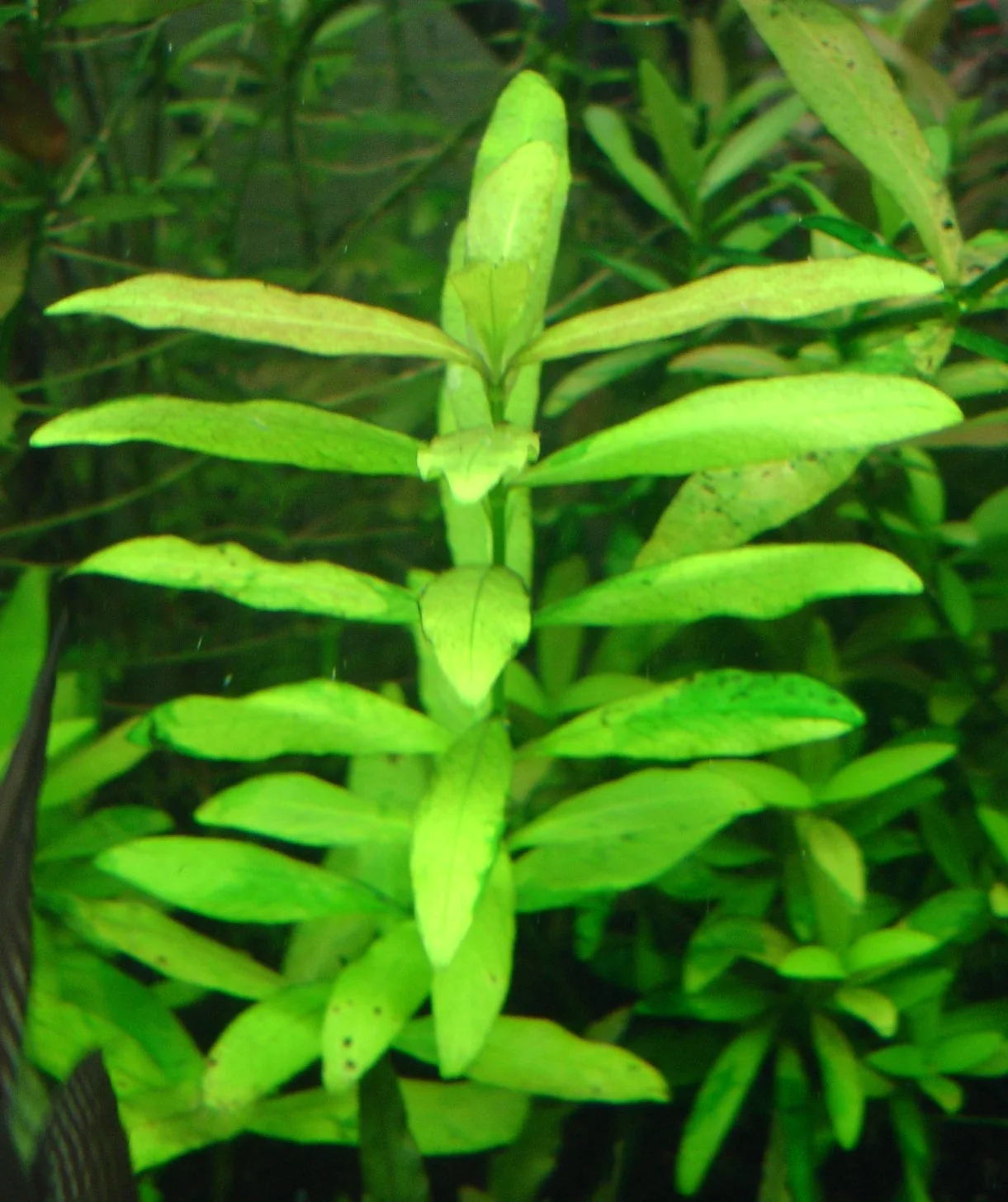 Dwarf Hygrophila (Hygrophila polysperma)