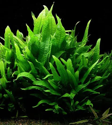 Java Fern 'Trident' (Microsorum pteropus 'Trident')