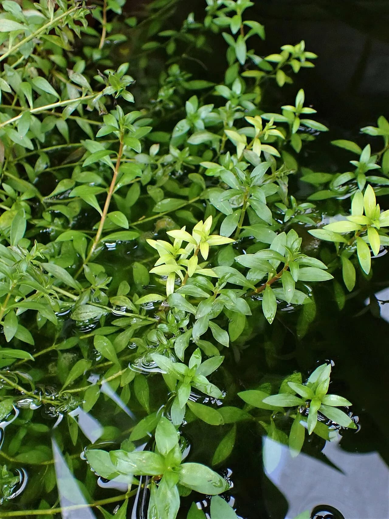 Ludwigia Arcuata (Ludwigia arcuata)