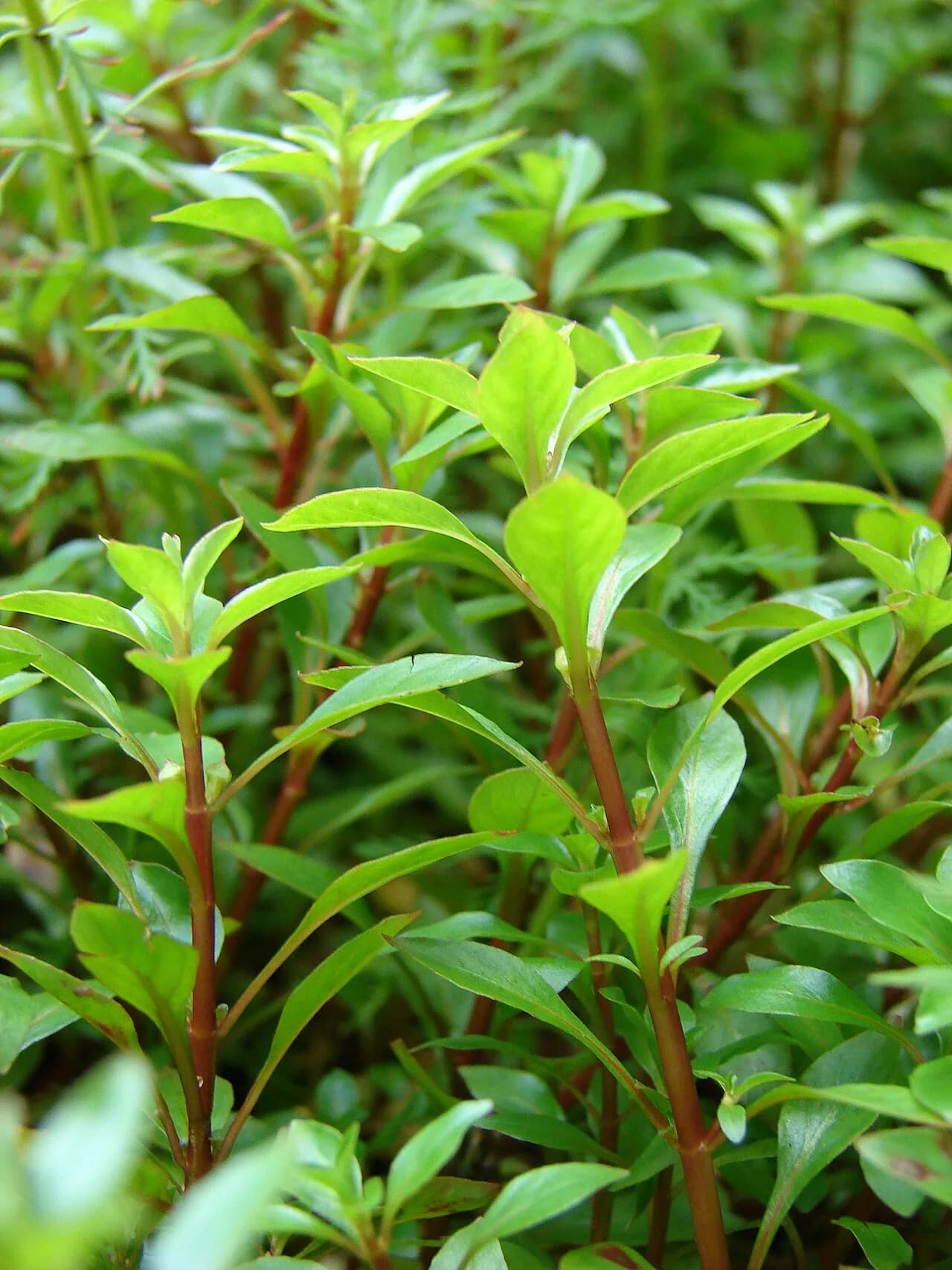 Ludwigia Palustris (Ludwigia palustris)