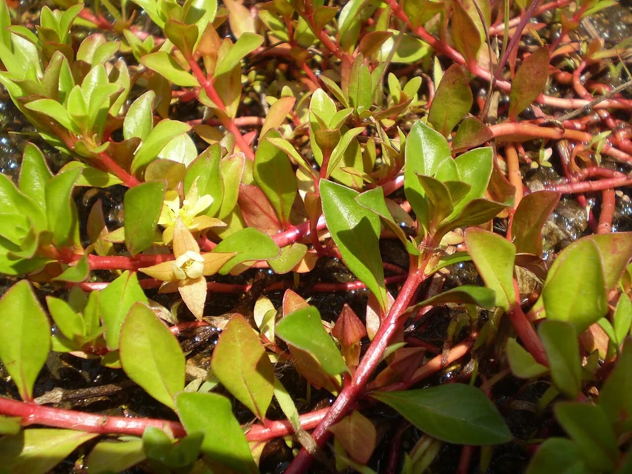 Ludwigia Repens (Ludwigia repens)