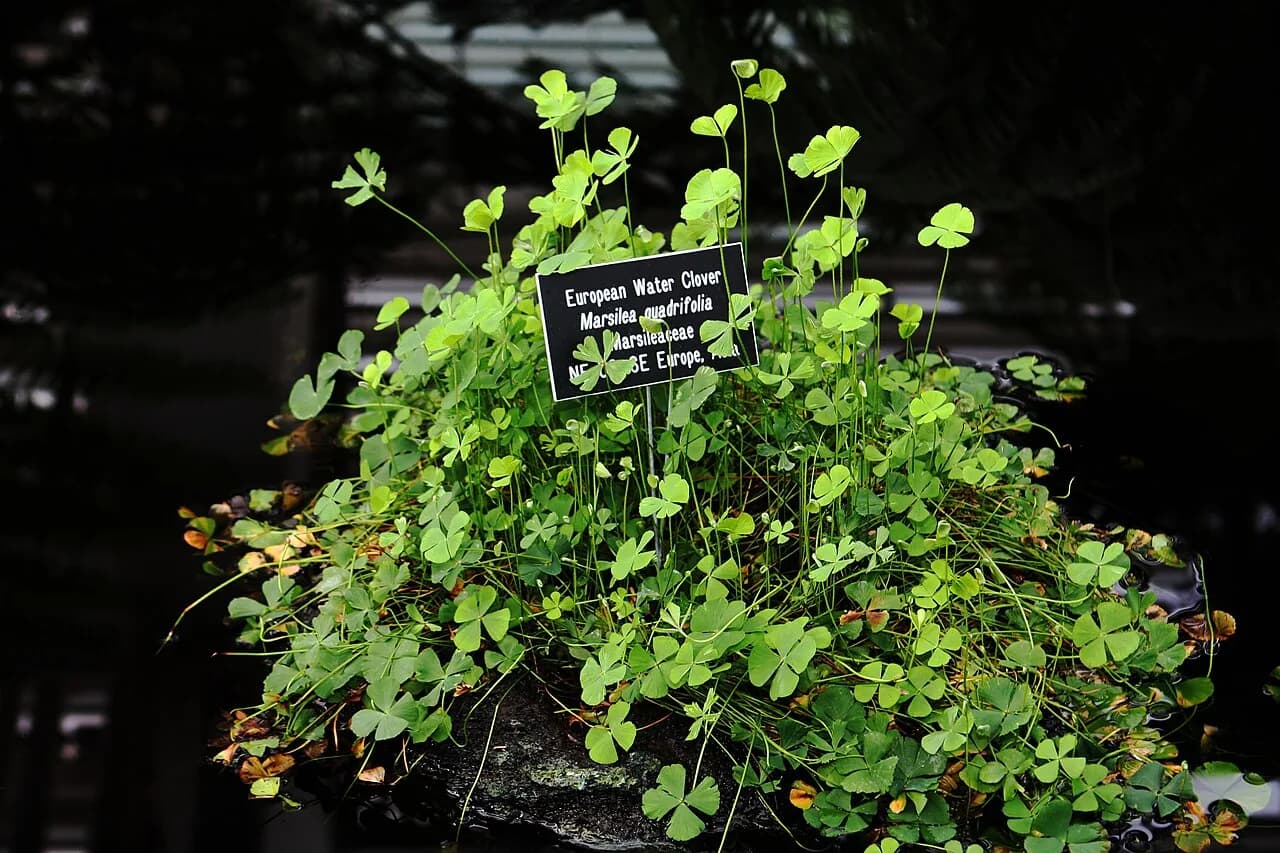 Four-Leaf Clover (Marsilea quadrifolia)