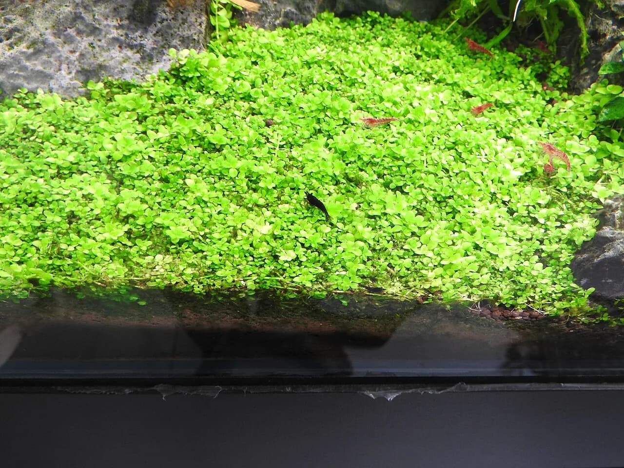 Monte Carlo (Micranthemum tweediei)